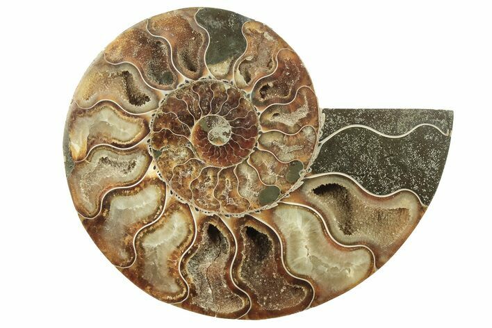 Cut & Polished Ammonite Fossil (Half) - Madagascar #223210